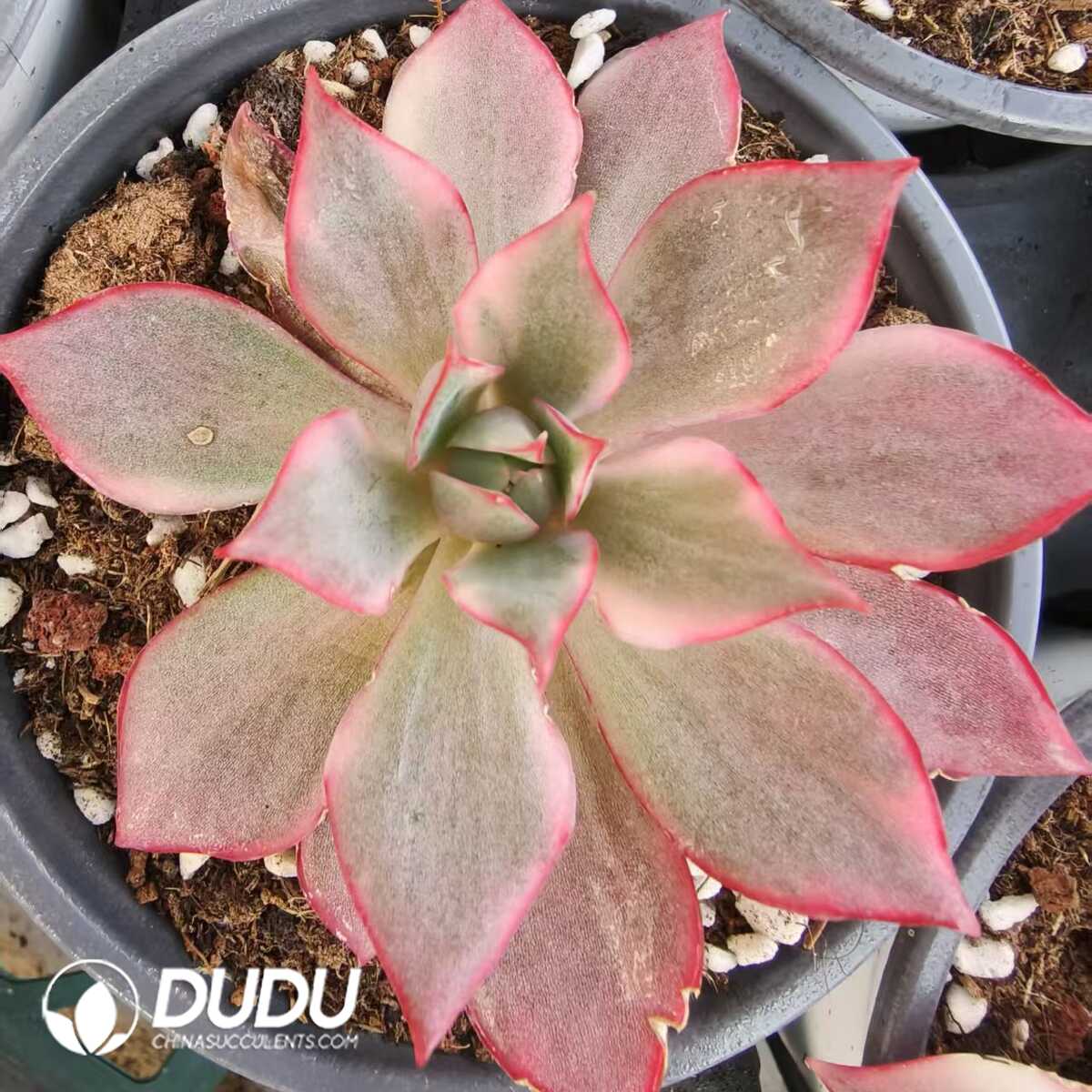 1752556382-e201.jpg Echeveria Huolian Variegated - Image 1