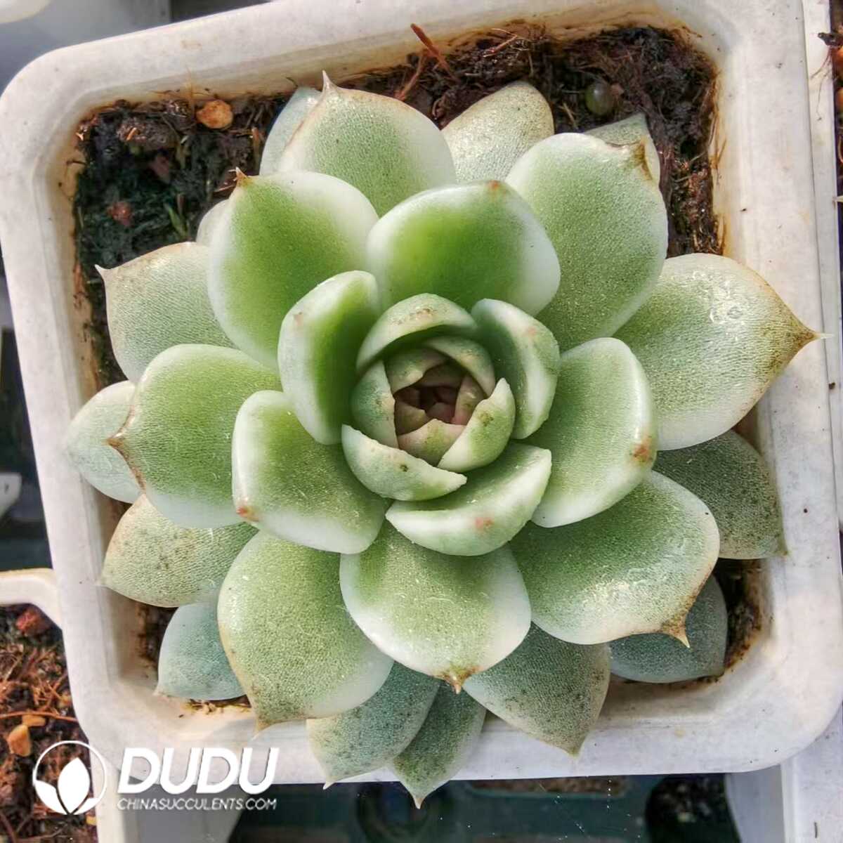 1752556385-e201.jpg Echeveria Black Crystal - Image 1