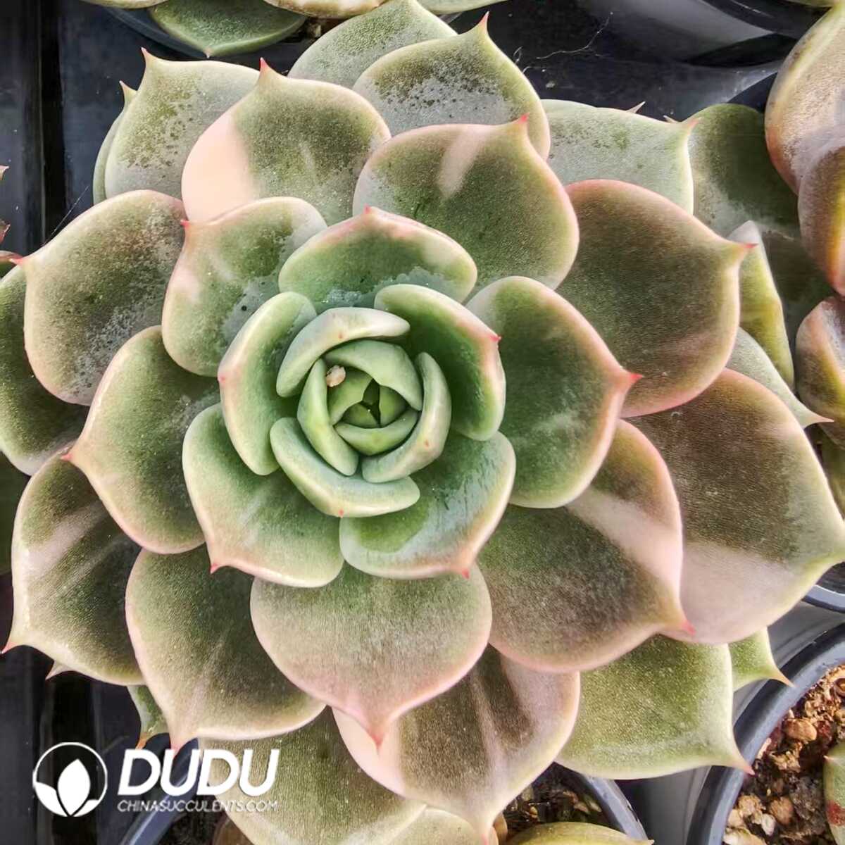 1752556388-e201.jpg Echeveria Lake Baikal Variegated - Image 1