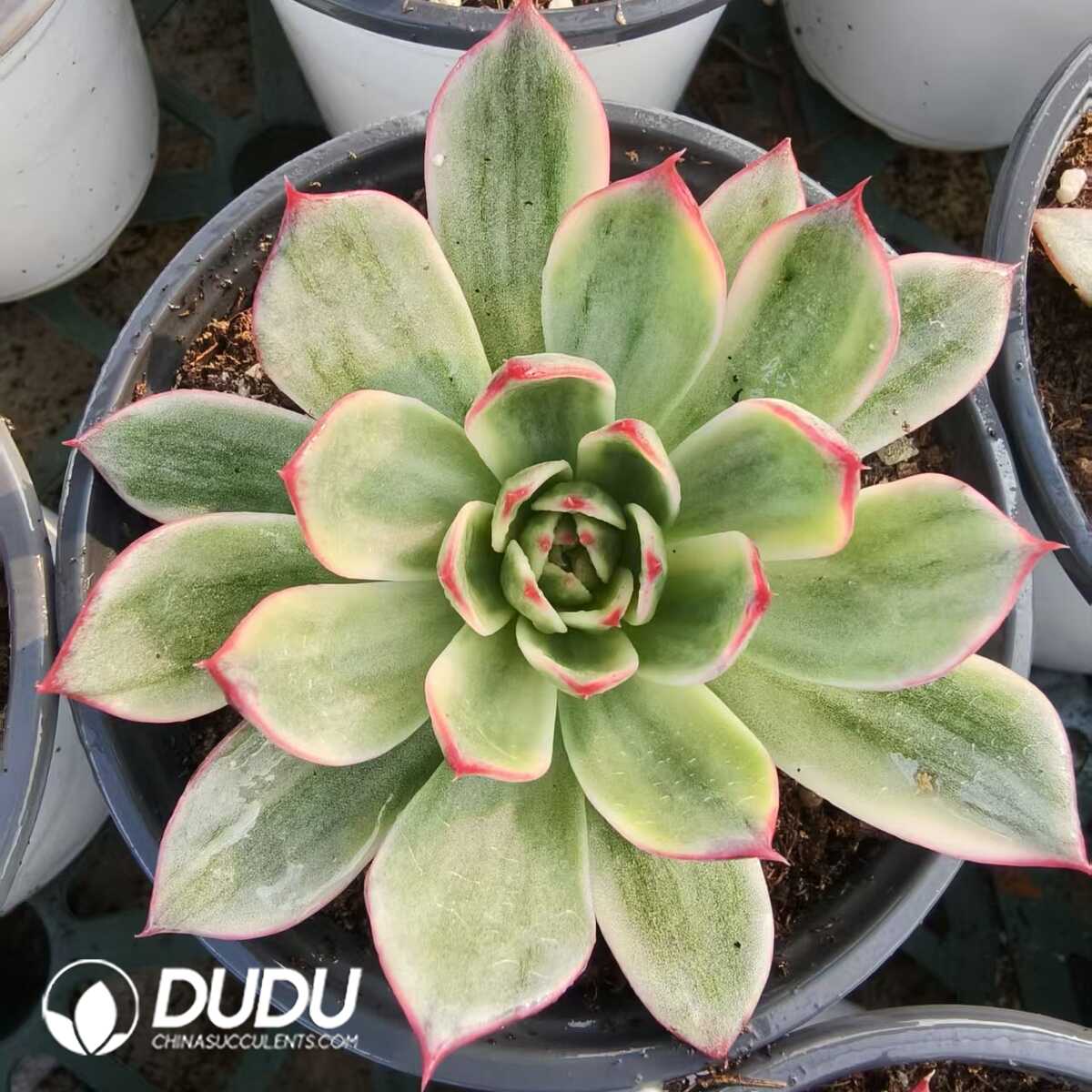 1752556391-e201.jpg Echeveria peach variegated - Image 1