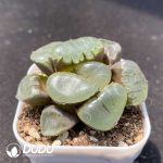 Haworthia Crystal Grape - Image 2