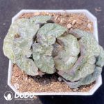 Haworthia Wu Zetian