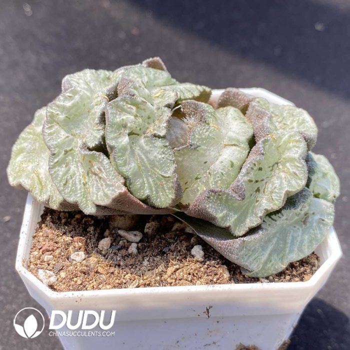 Haworthia Wu Zetian - Image 2