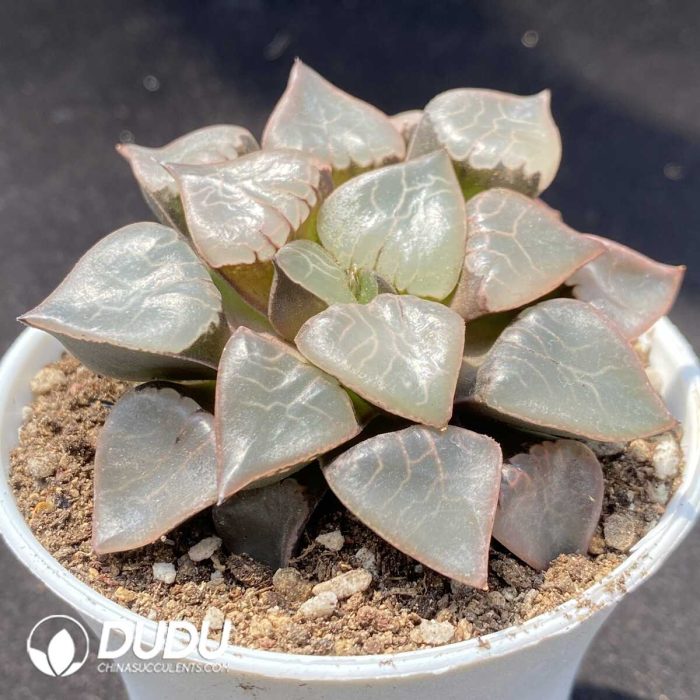 Haworthia Fireball - Image 2