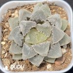 Haworthia cv. Hakutei-jyo Full Window