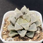 Haworthia cv. Hakutei-jyo Full Window - Image 2