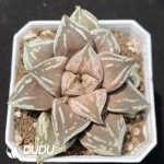 Haworthia Dojaku-dai