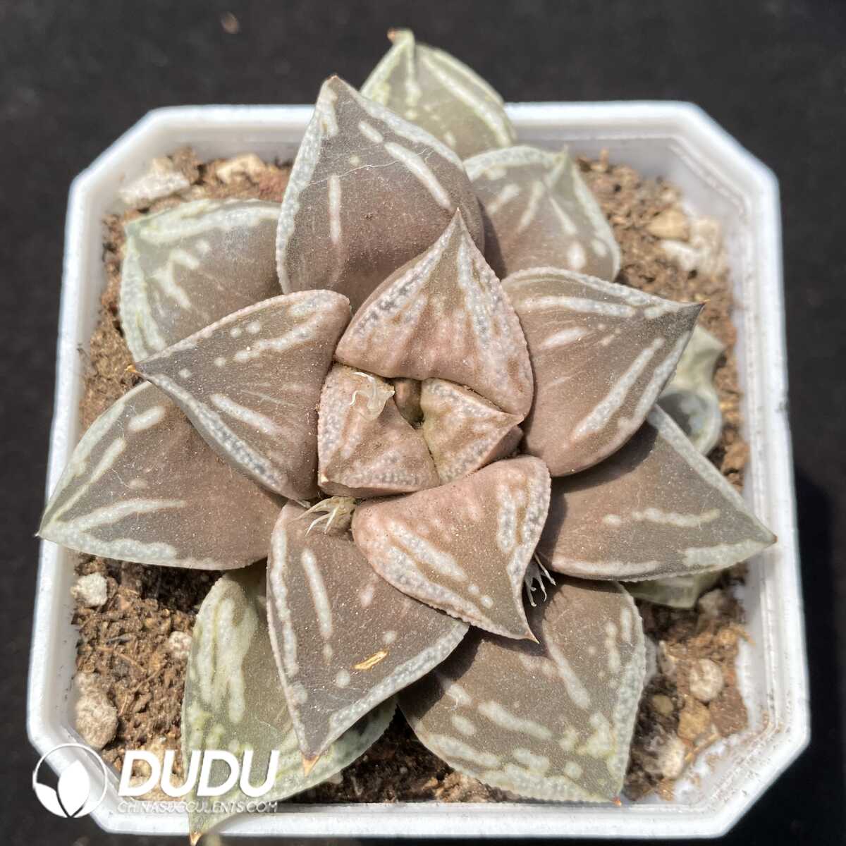 1752735258-e201.jpg Haworthia Dojaku-dai - Image 1
