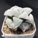Haworthia Silver Railway - Image 2