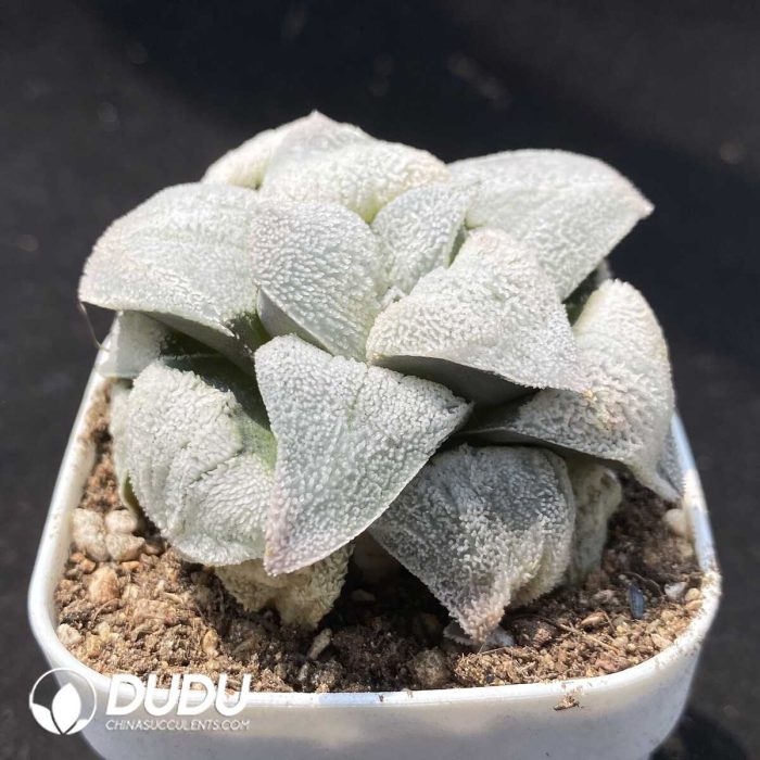 Haworthia Silver Railway - Image 2