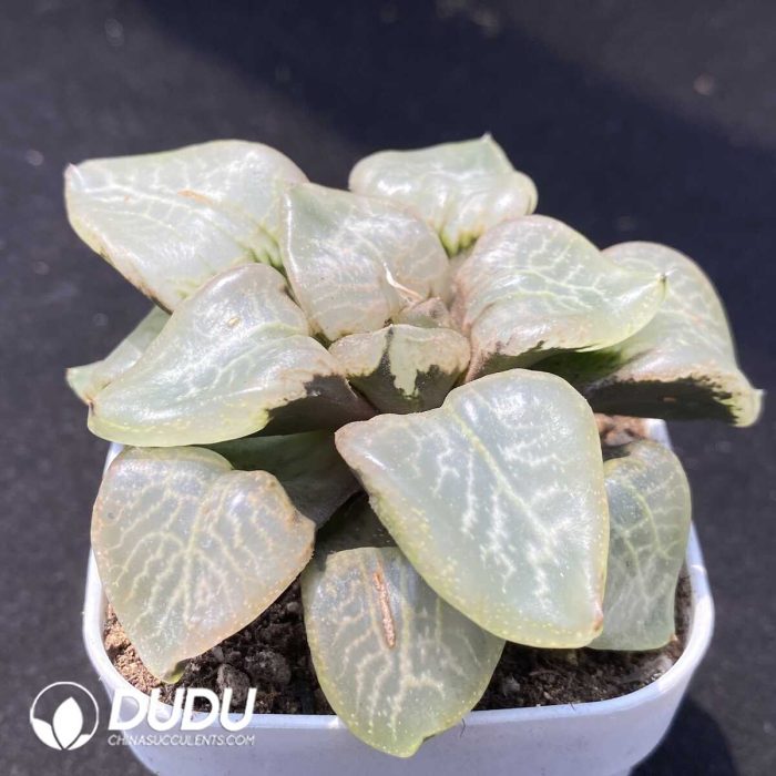 Haworthia Ranbu - Image 2