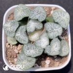 Haworthia Snow Wolf
