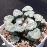 Haworthia Snow Wolf - Image 2