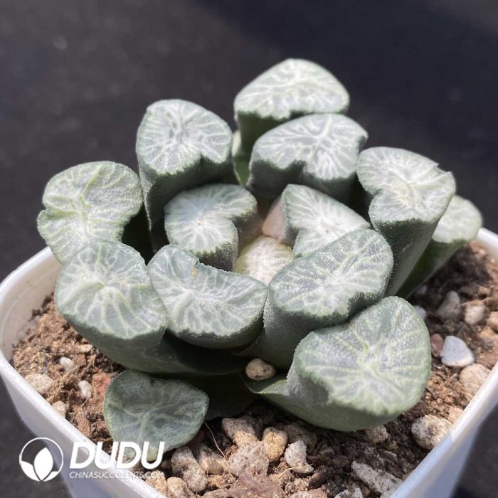 Haworthia Snow Wolf - Image 2