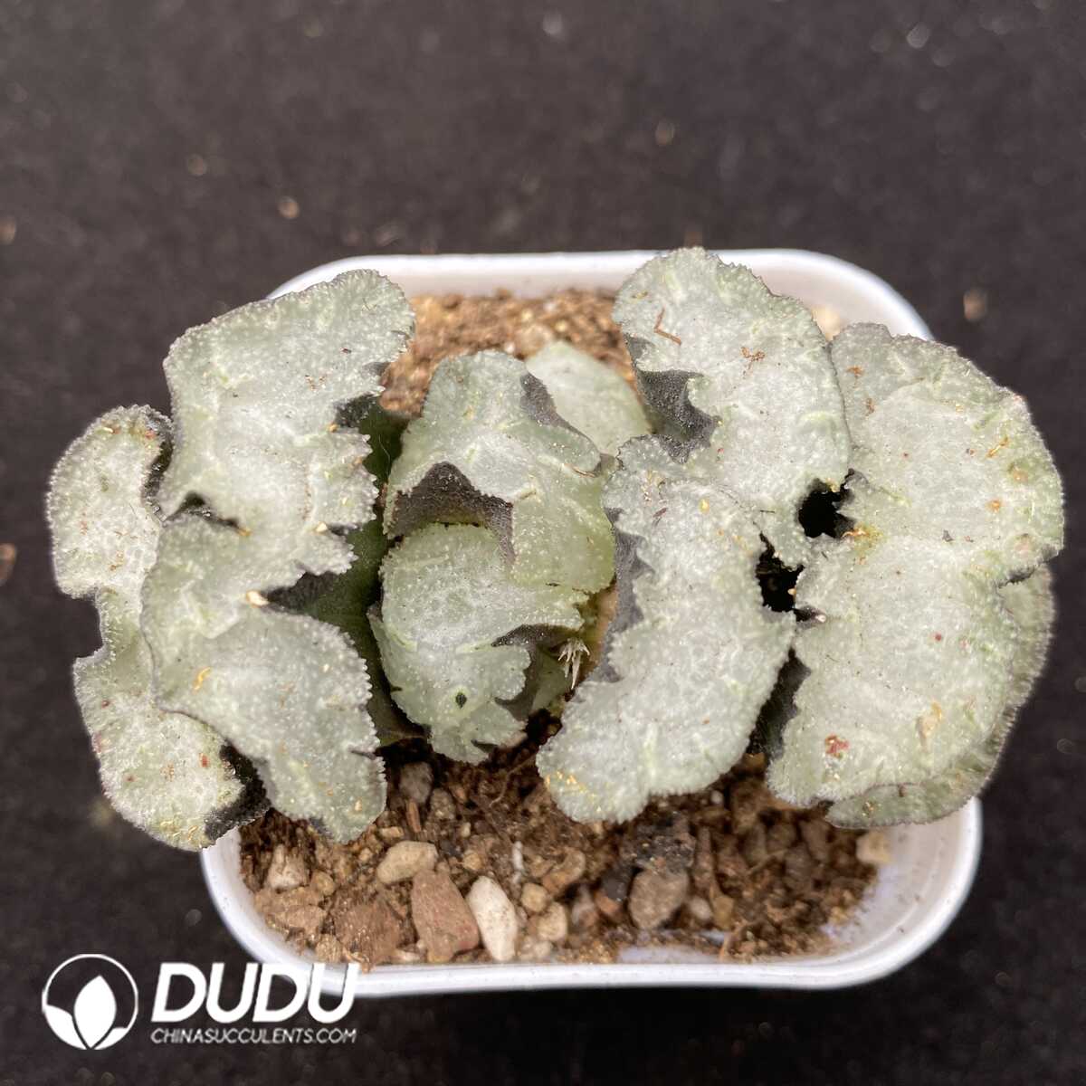 1752735323-e201.jpg Haworthia Higo - Image 1