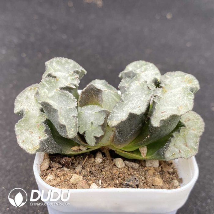 Haworthia Higo - Image 2