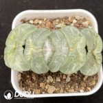 Haworthia Aoi Gozen