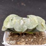 Haworthia Aoi Gozen - Image 2