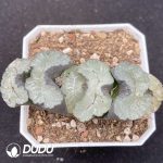 Haworthia Ice Emperor