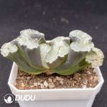 Haworthia Ice Emperor - Image 2