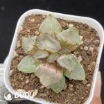 Haworthia Aries