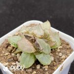 Haworthia Aries - Image 2