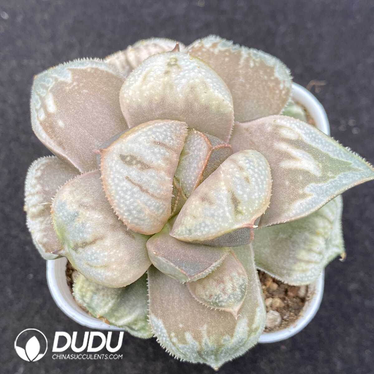 1752735375-e201.jpg Haworthia Emperor - Image 1