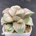 Haworthia Emperor - Image 2