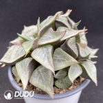 Haworthia Taj Mahal - Image 2