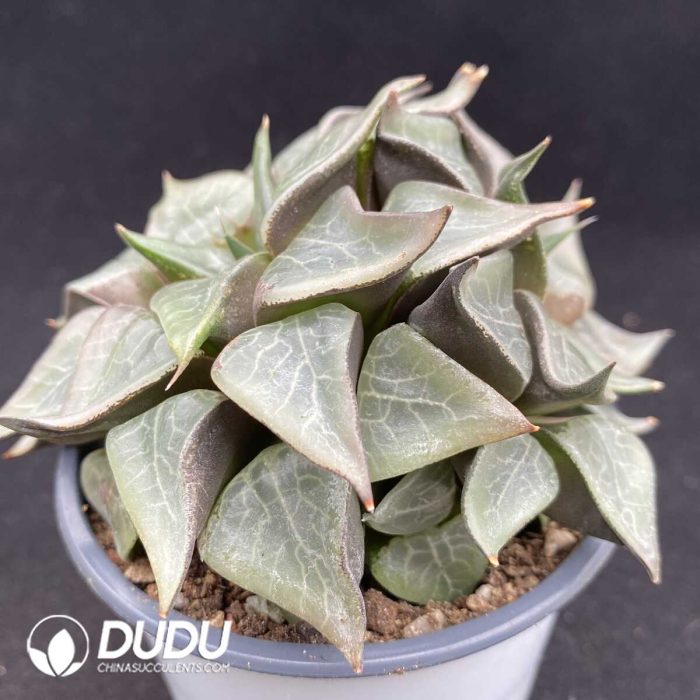 Haworthia Taj Mahal - Image 2