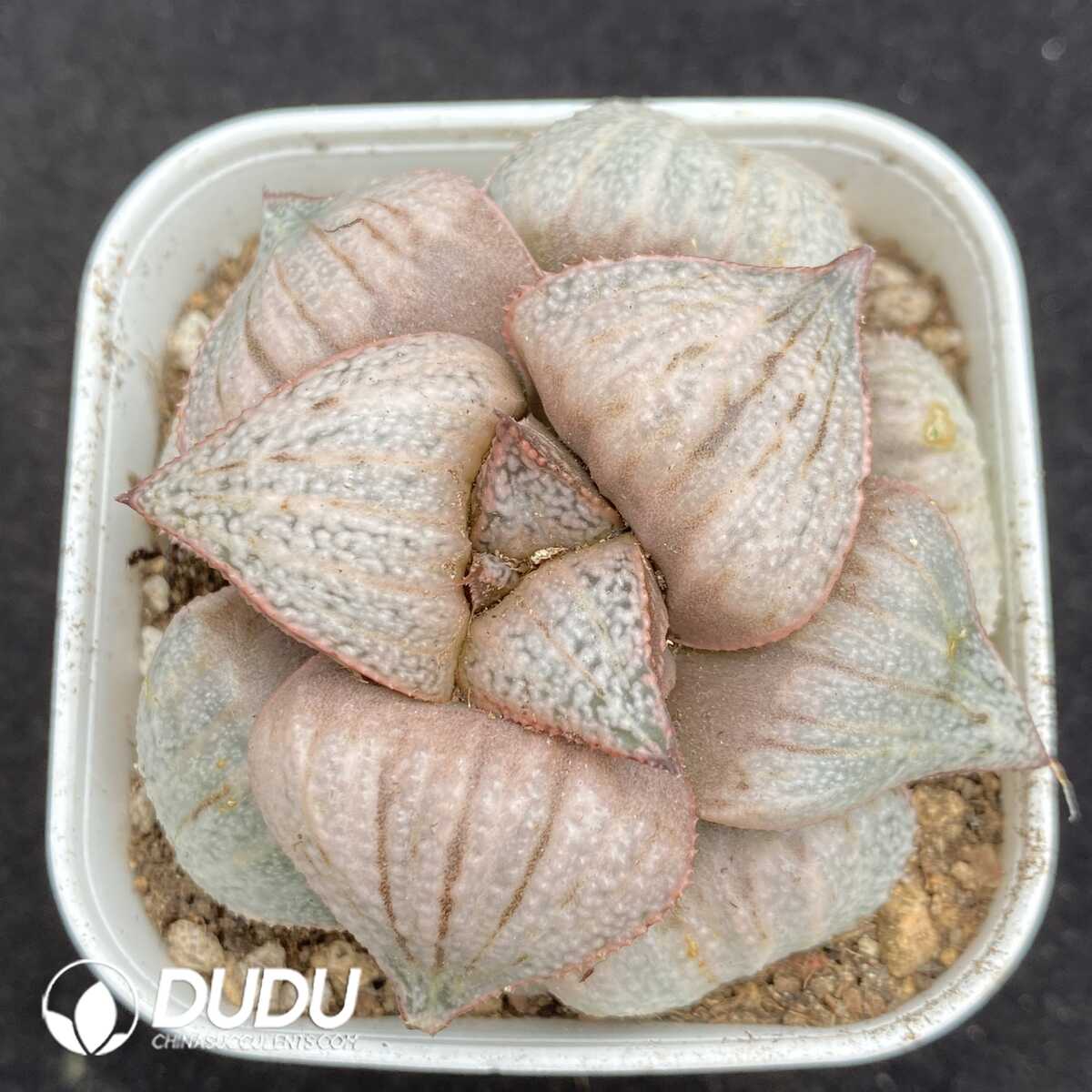 1752735444-e201.jpg Haworthia Inca Rose - Image 1