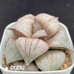 Haworthia Inca Rose - Image 2