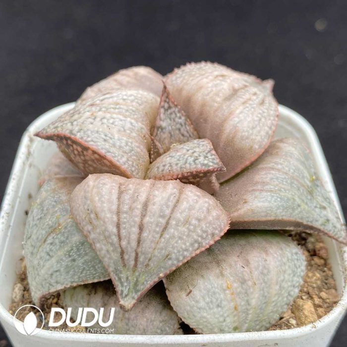 Haworthia Inca Rose - Image 2