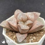 Haworthia Buyin - Image 2