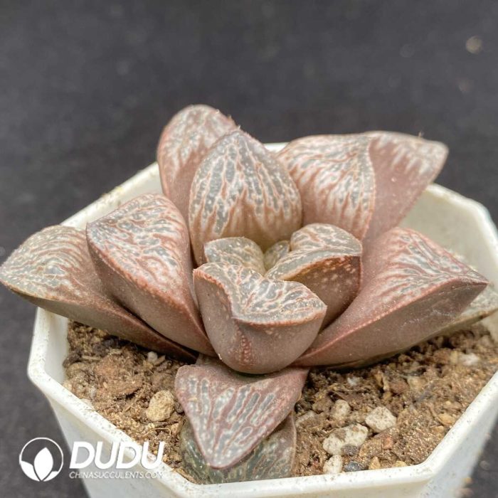 Haworthia Buyin - Image 2
