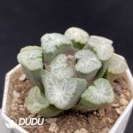 Haworthia Picta - Image 2