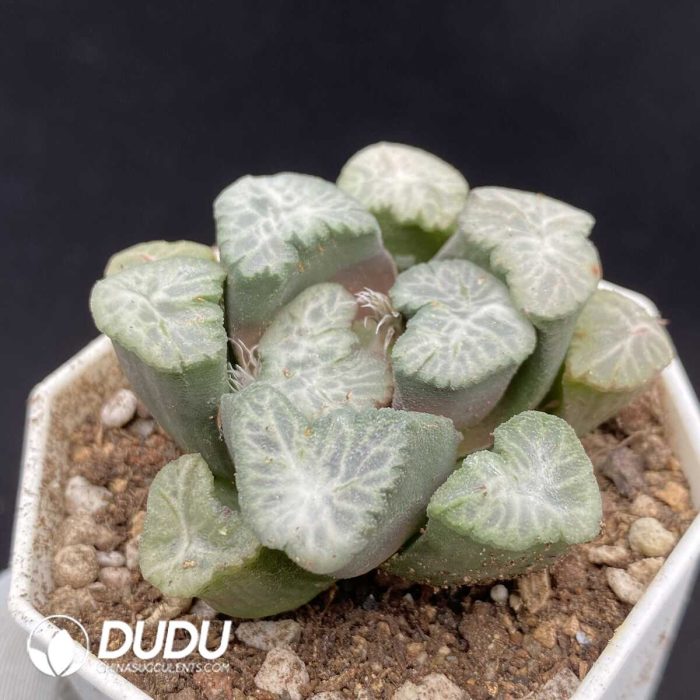Haworthia Picta - Image 2