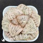 Haworthia Love Hearts