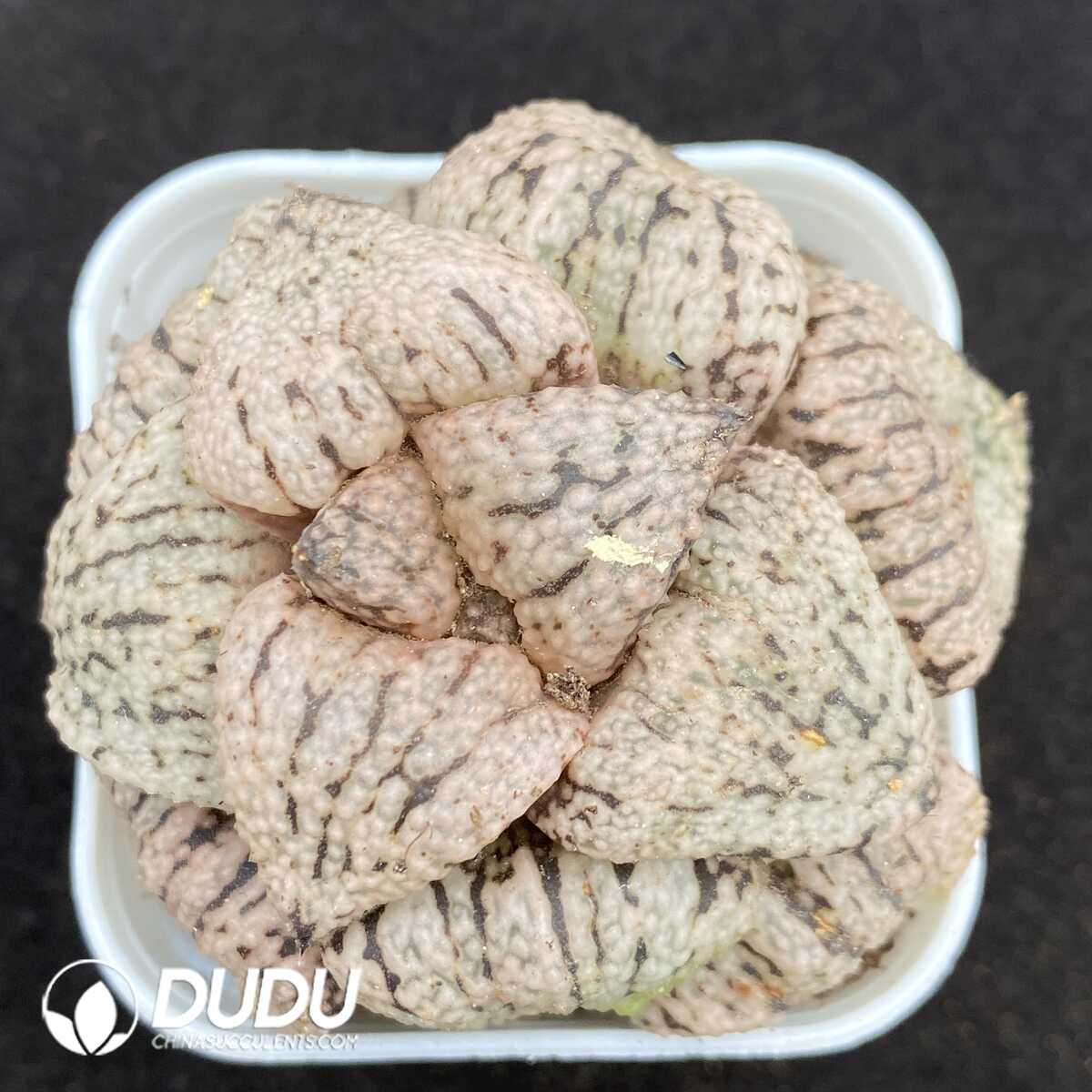 1752735476-e201.jpg Haworthia Love Hearts - Image 1