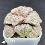 Haworthia Love Hearts - Image 2