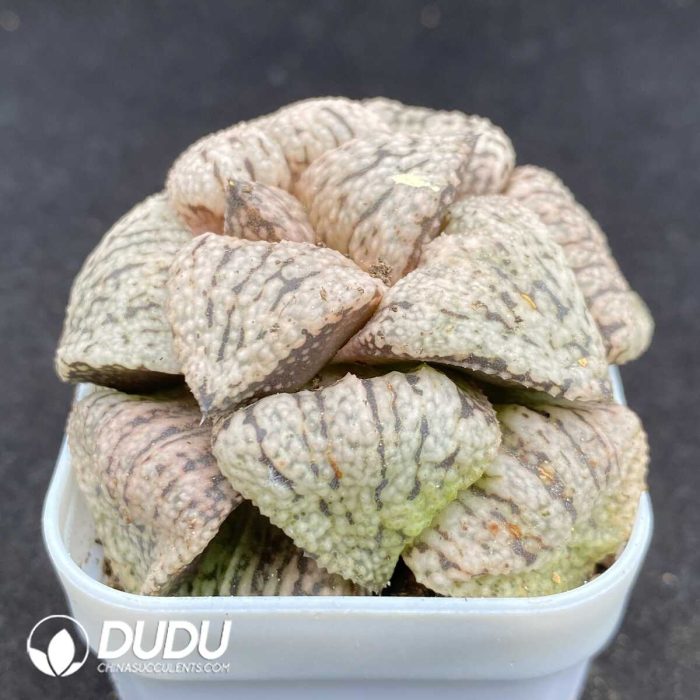 Haworthia Love Hearts - Image 2