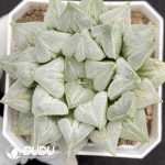 Haworthia Truncata