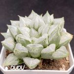 Haworthia Truncata - Image 2