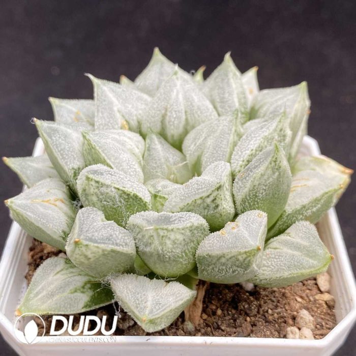 Haworthia Truncata - Image 2
