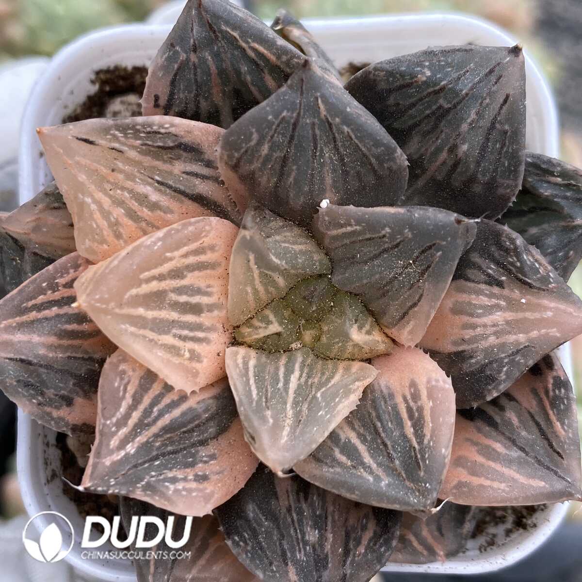 1752735499-e201.jpg Haworthia Byakko - Image 1