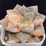 Haworthia Byakko - Image 2