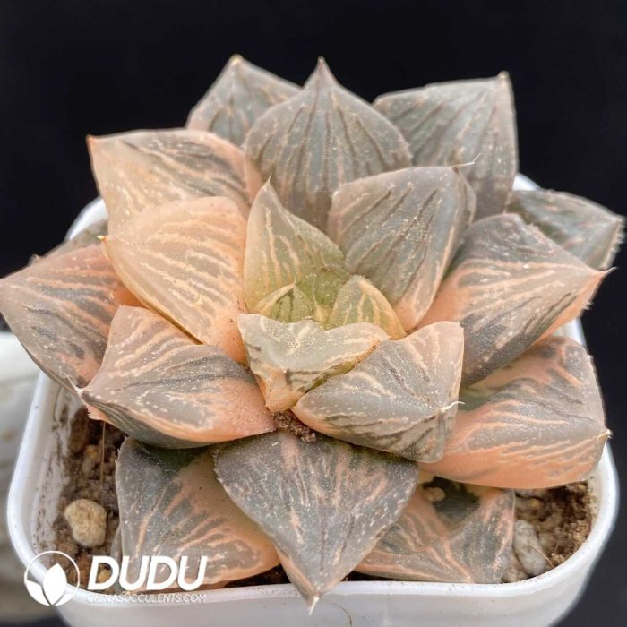 Haworthia Byakko - Image 2