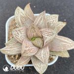 Haworthia Pink Sweetheart