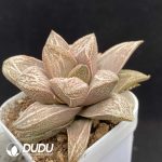 Haworthia Pink Sweetheart - Image 2