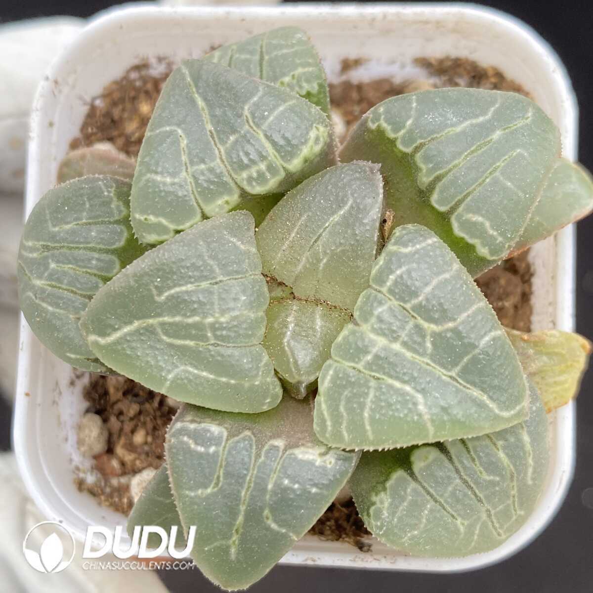 1752735522-e201.jpg Haworthia Cubic - Image 1